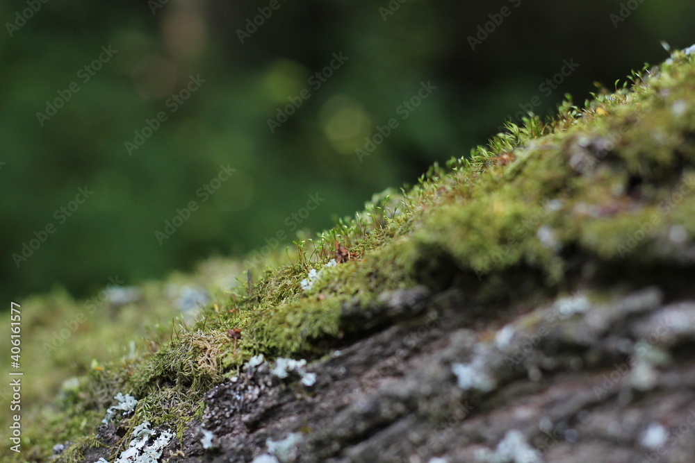 Close-up of green moss on old tree.