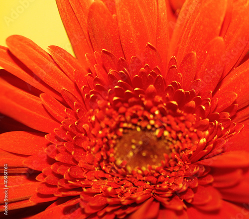 Bright Orange Blossoming Gerbera Flower