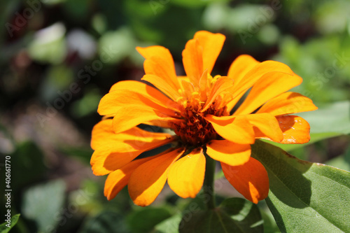 Thriving Bright Orange Blooming Plant