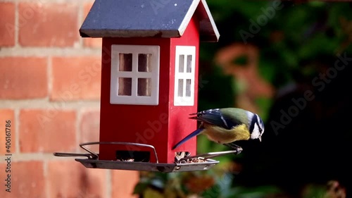 bird feeder red house, Parus caeruleus, blue tit
