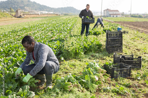 Fotografia, Obraz Men horticulturists picking harvest of green spinach in garden outdoor