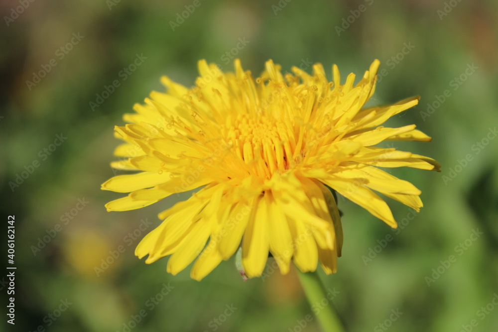 Opened yellow dandelion bud with green background Opened yellow dandelion bud with green background