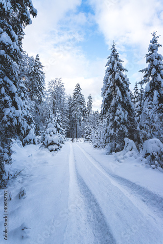 Winter landscape in the nature: Footpath, snowy trees and blue sky © Patrick Daxenbichler