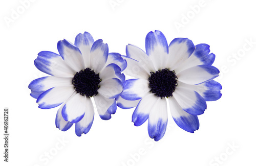 blue cineraria isolated photo