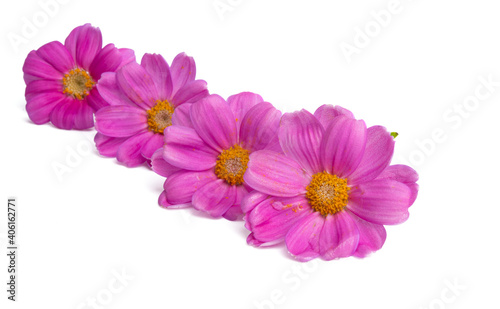 cineraria isolated