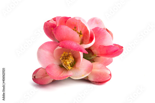 Japanese quince isolated