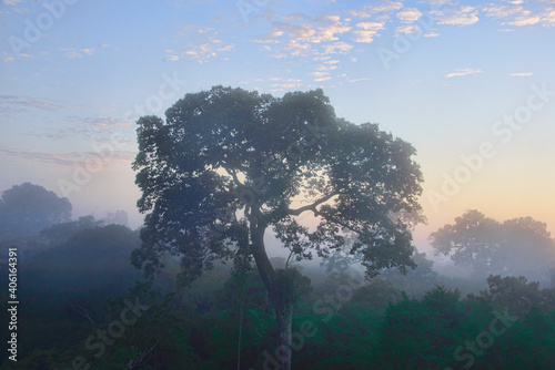 Fototapeta Naklejka Na Ścianę i Meble -  Huge Brazil nut tree and jungle canopy in the morning mist, Tambopata River Reserve, Peruvian Amazon