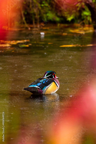 Colorful wood duck (Aix sponsa) swimming in a lake in the rain with red and yellow autumn foliage in the foreground 