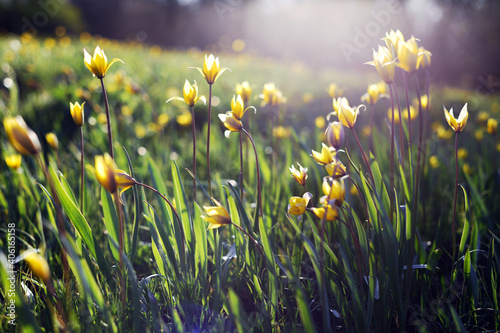 beautiful wild yellow tulips on the meadow photo