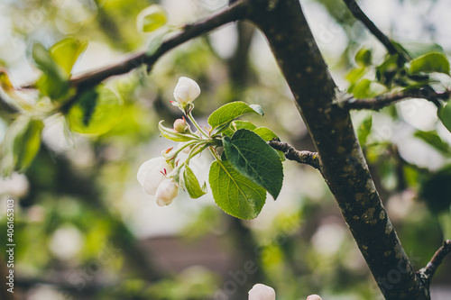 Closeup of a blooming Malus fusca tree under the sunlight with a blurry background photo