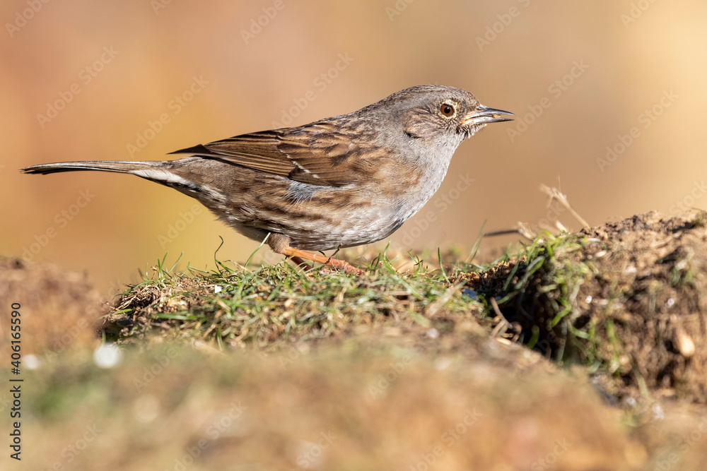 DUNNOCK (Prunella modularis) feeding in the meadow on an ocher and unfocused background. Spain DUNNOCK (Prunella modularis) feeding in the meadow on an ocher and unfocused background. Spain
