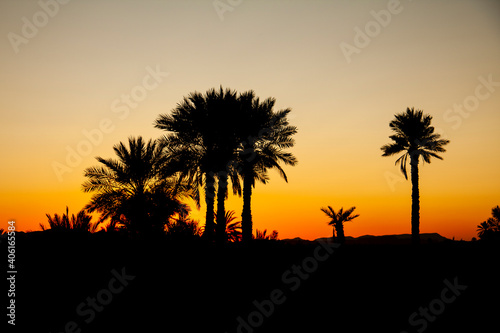 Palm trees with beautiful sunset in Morocco, Africa. Horizontal format