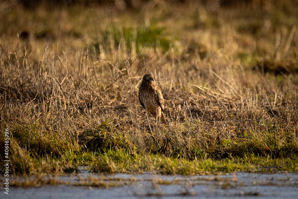 Predator hawk bird standing alone in a grassy field eating a mouse or vole
Predator hawk bird standing alone in a grassy field eating a mouse or vole