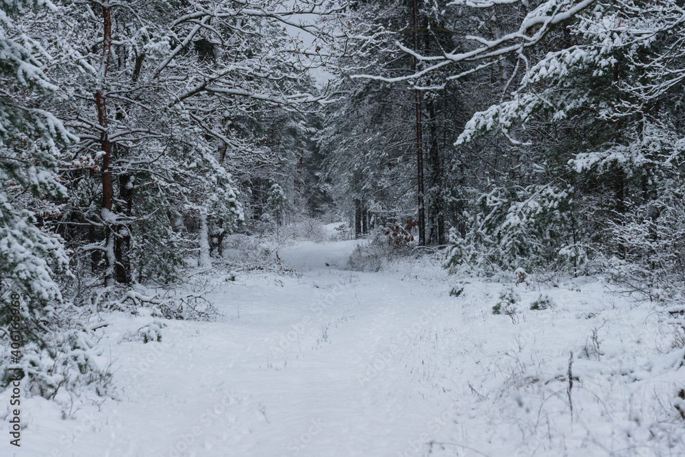 Śnieżna zima w sosnowym lesie.