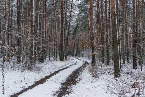Fototapeta Naklejka Na Ścianę i Meble -  Śnieżna zima w sosnowym lesie.