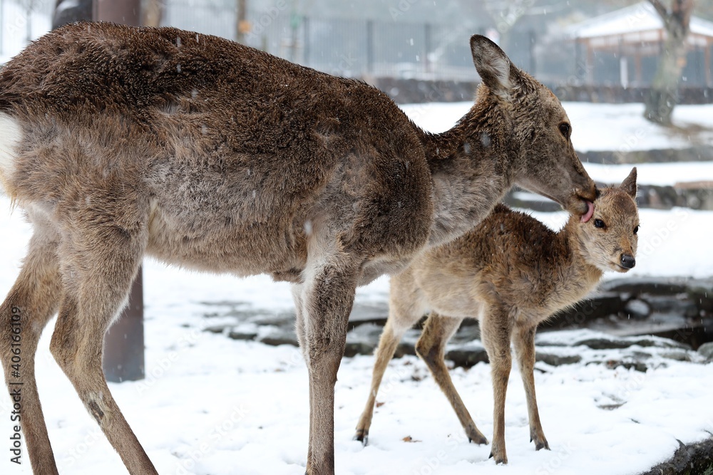 Fototapeta premium 雪景色の奈良公園