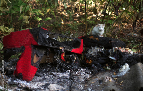 A stray cat sits on the remains of a burnt-out sofa. Selective focus.