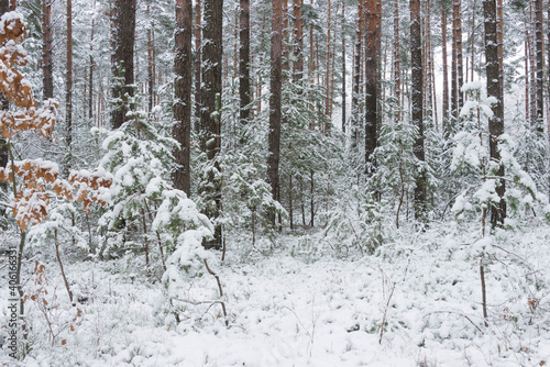 Fototapeta Naklejka Na Ścianę i Meble -  Sosnowy las zimą, pod grubą pokrywą śniegu.