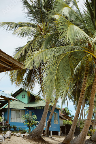 Beautiful blue beach house among tropical palm trees somewhere at the tropics © innarevyako