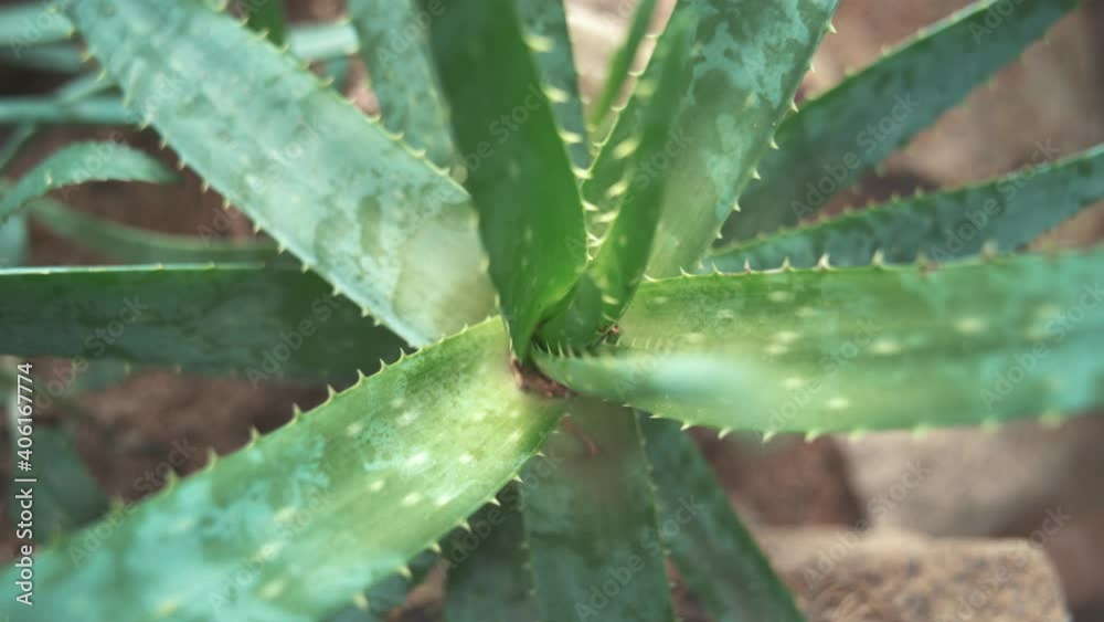 aloe vera plant in garden
