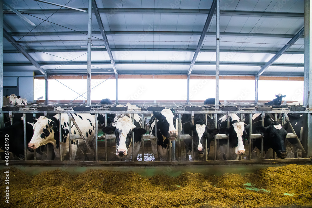 Obraz premium Cows on the farm in winter. Dairy cows