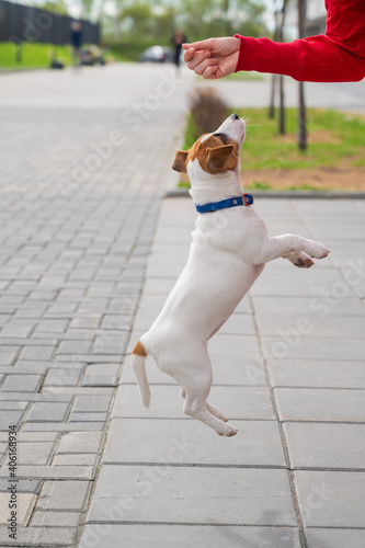 Clever puppy Jack Russell Terrier plays with the owner on the street. A thoroughbred shorthair dog jumping at the hand of an unrecognizable woman. Energetic pet in motion.