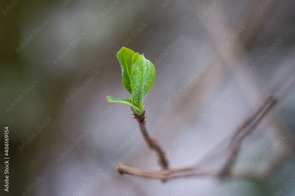 Macro Winter Spring Macro Winter Spring