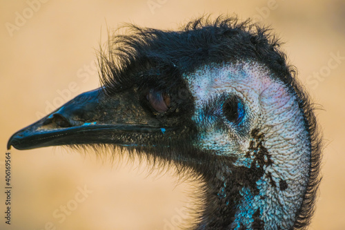 Closeup shot of an emu bird in Al Areen Wildlife Park in Bahrain photo