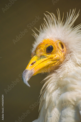 Vertical closeup shot of an Egyptian vulture in Al Areen Wildlife Park in Bahrain photo