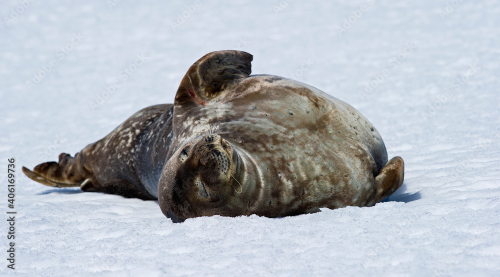 Obraz premium Weddell Seal basking in the snow