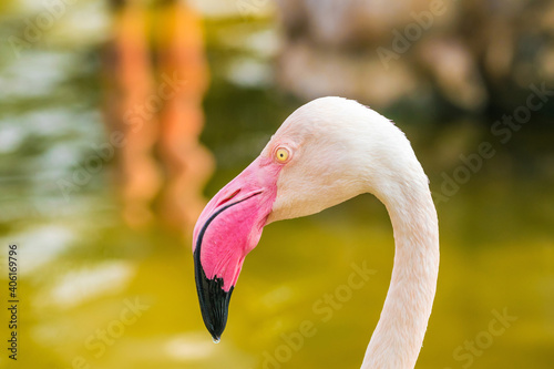 Selective focus shot of a flamingo in Al Areen Wildlife Park in Bahrain photo