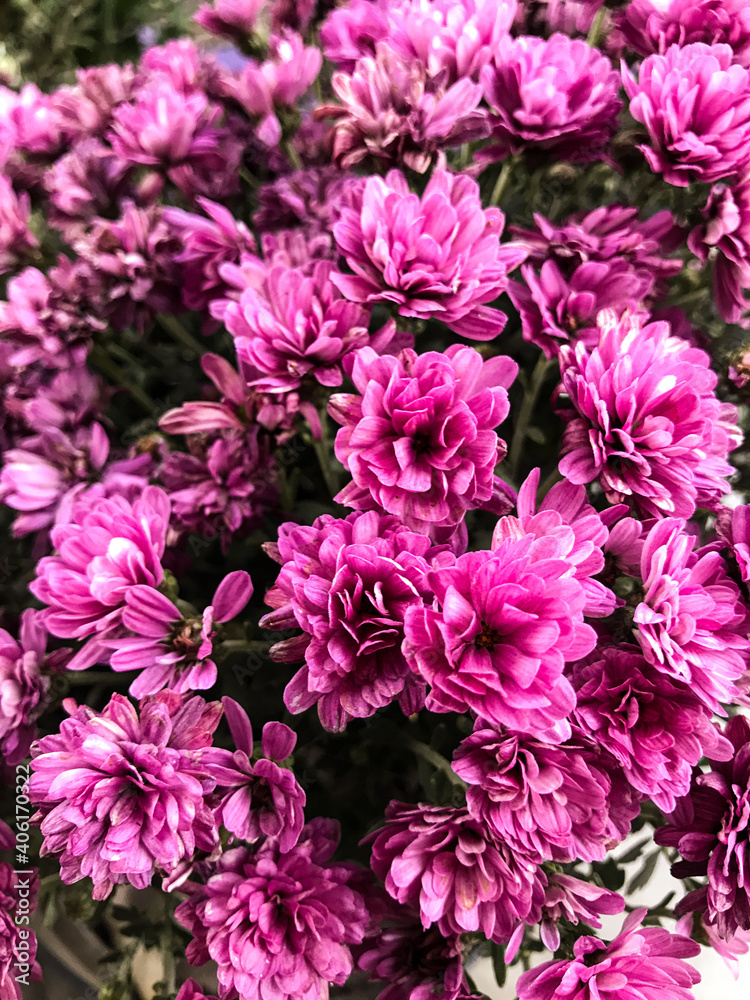 pink chrysanthemum flowers pink chrysanthemum flowers