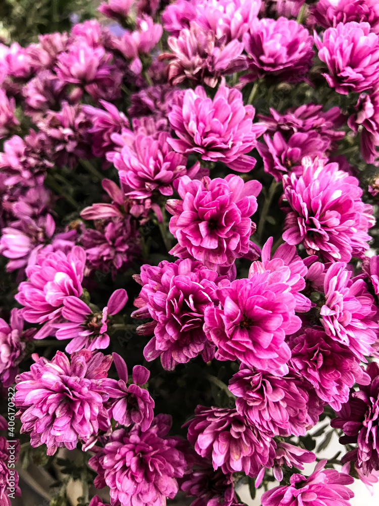 pink chrysanthemum flowers