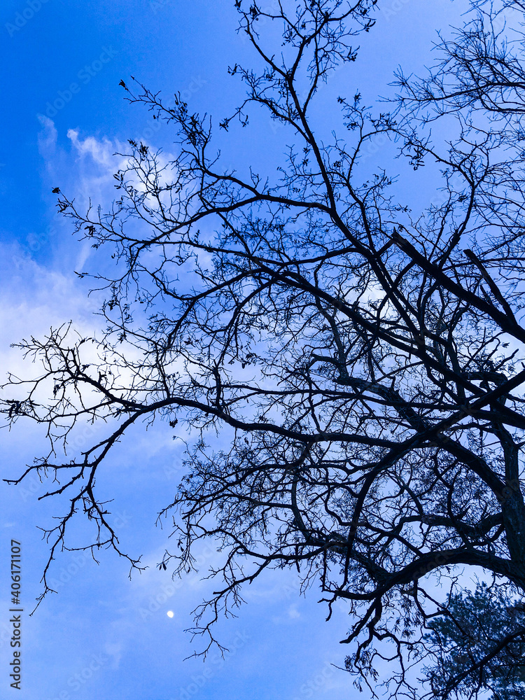 tree branches against blue sky tree branches against blue sky