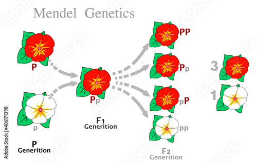 Mendel genetics. First and second generation rates from dominant and recessive parent flowers of different colors, red, white.   Mendelian law, Segregation genes, Dominance, uniformity. Draw vector 