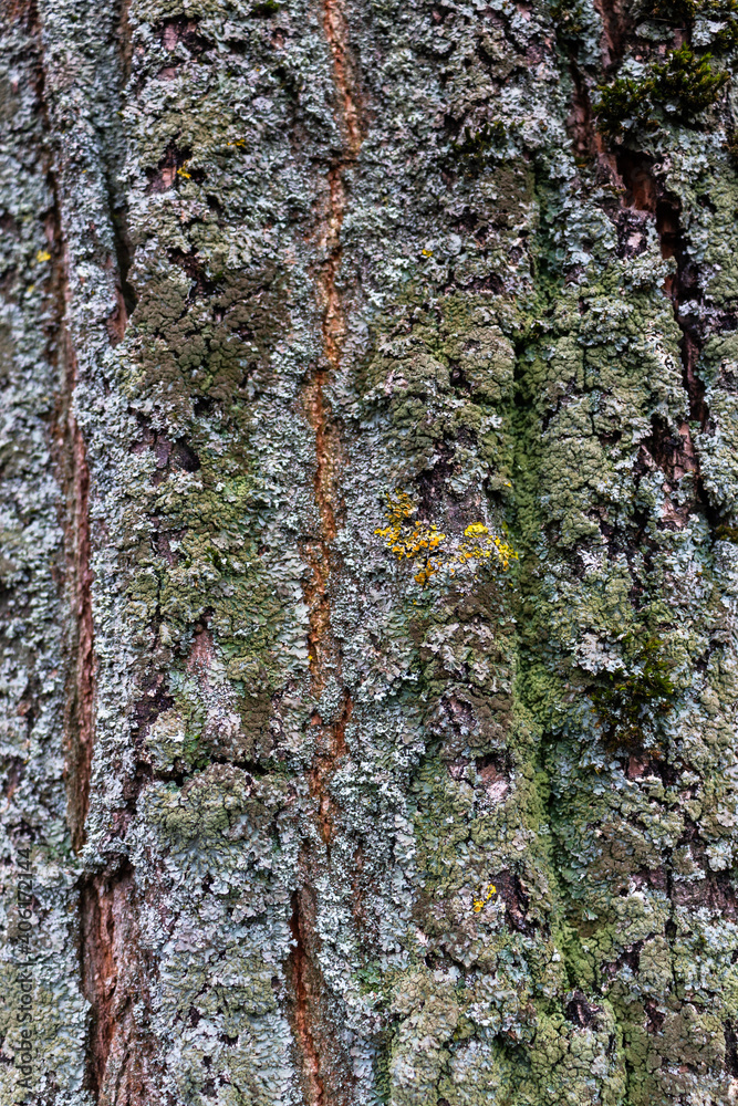 Fototapeta premium vertical bark tree texture, taken in flat light conditions.