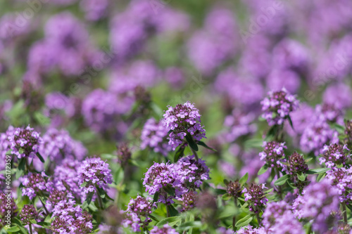 Field of blooming pink thyme.