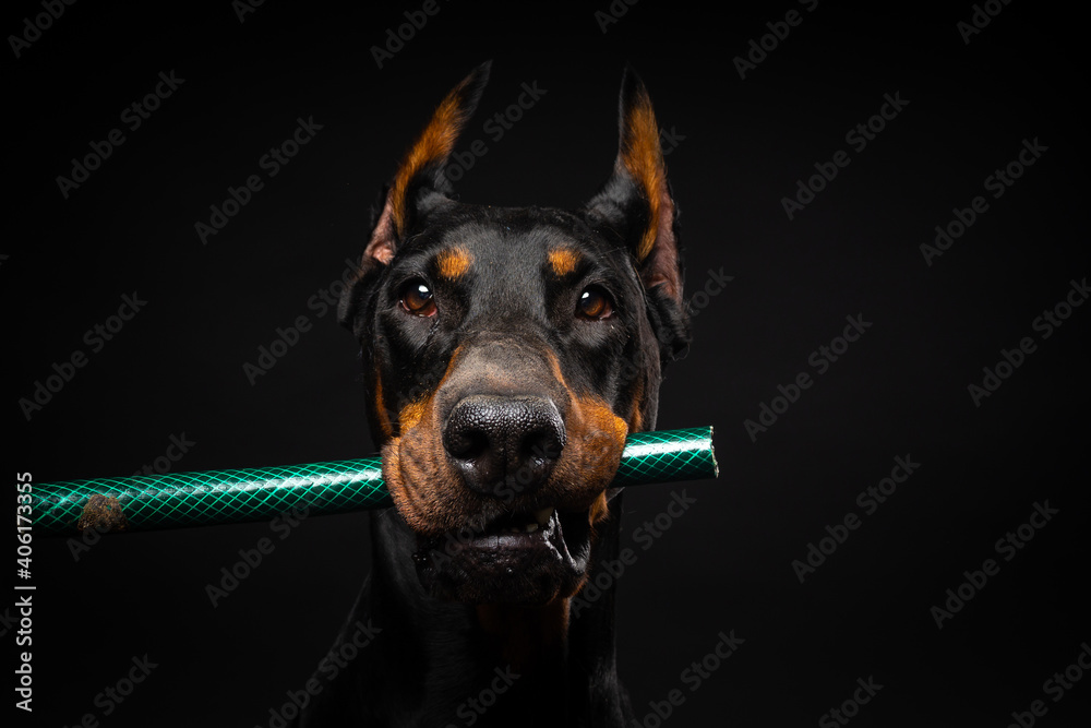 Portrait of a Doberman dog with a toy in its mouth, shot on an isolated black background.