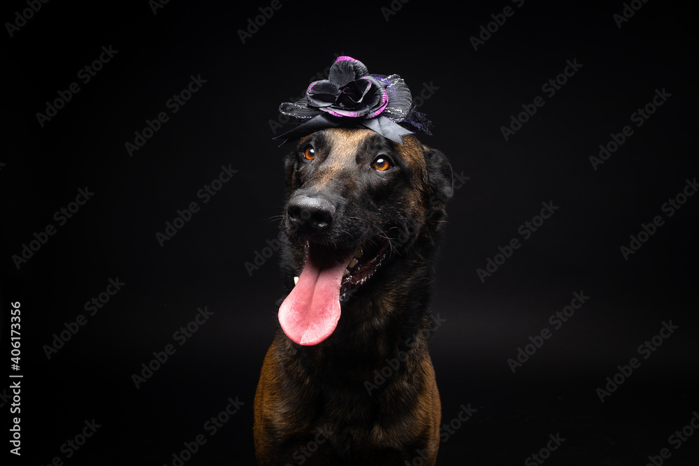 Portrait of a Belgian shepherd dog in a headdress. Carnival or Halloween. Portrait of a Belgian shepherd dog in a headdress. Carnival or Halloween.