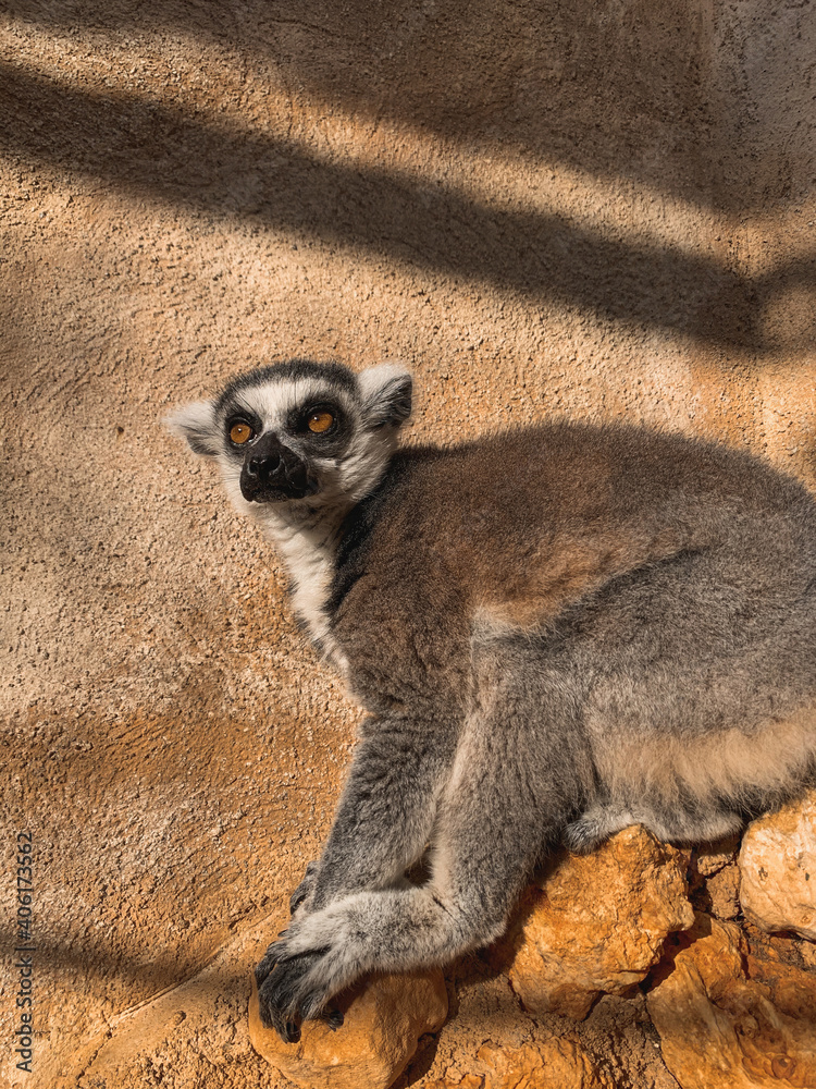 Fototapeta premium Vertical shot of a ring-tailed lemur against a wall in a zoo under the sunlight