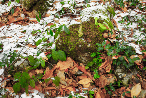 Beautiful fairy forest. Winter weather.