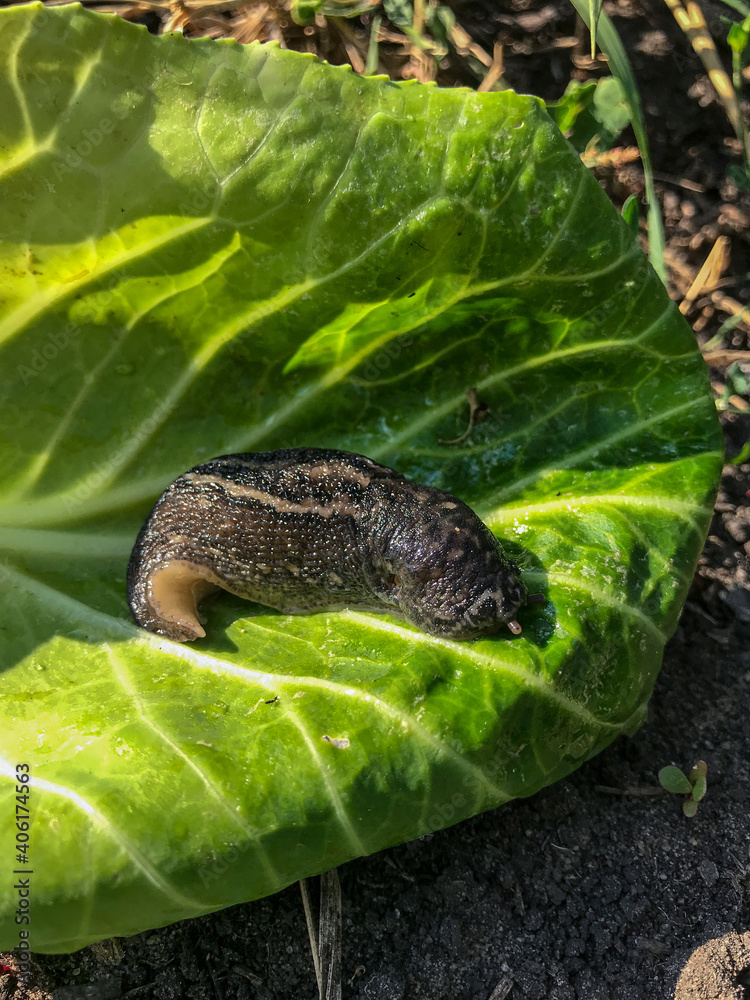 snail on a leaf snail on a leaf