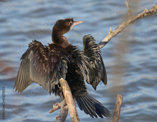 Pygmy Cormorant on branch, Phalacrocorax pygmaeus photo