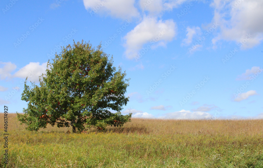 Green Summer Tree Outdoors with Blue Sky