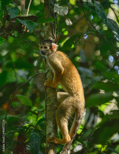 Squirrel monkey in the jungle in the Tambopata Reserve  Peruvian Amazon