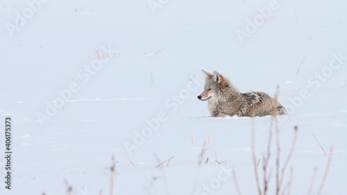 Coyote in the Canadian wilderness photo