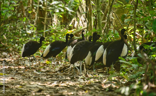 Group of pale-winged trumpeters (Psophia leucoptera), Tambopata National Reserve, Peruvian Amazon photo