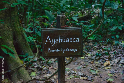 Ayahuasca  natural medicine used by the Ese Eja people  Peruvian Amazon