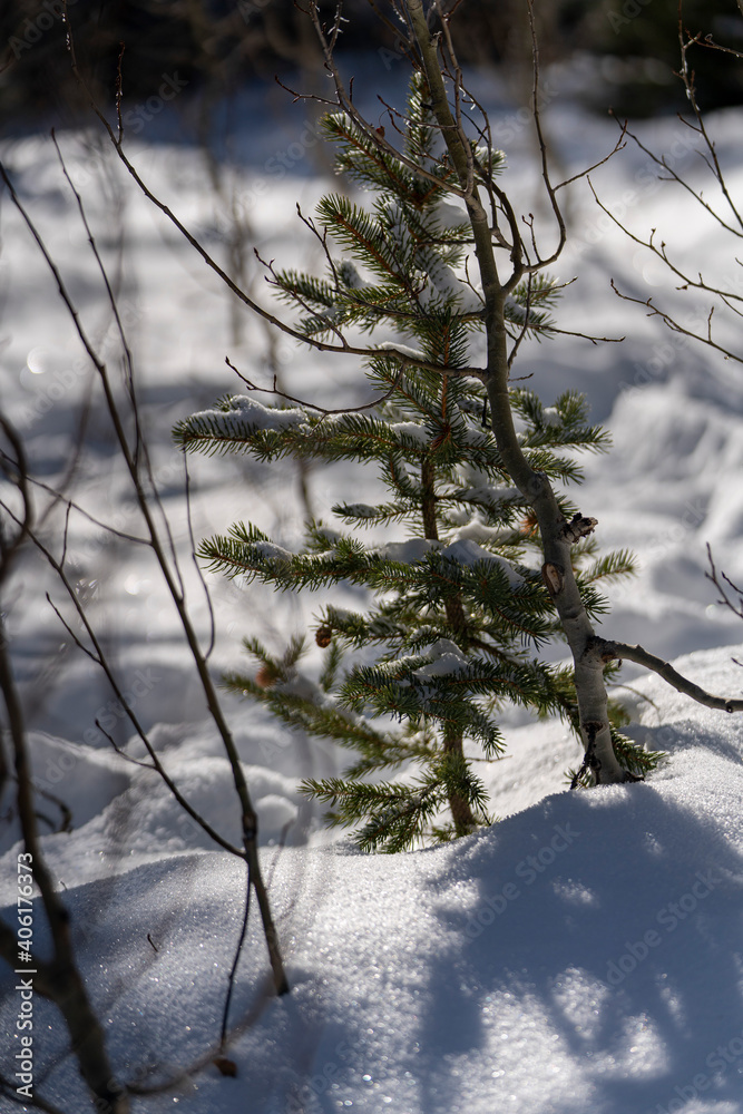 trees in the snow trees in the snow