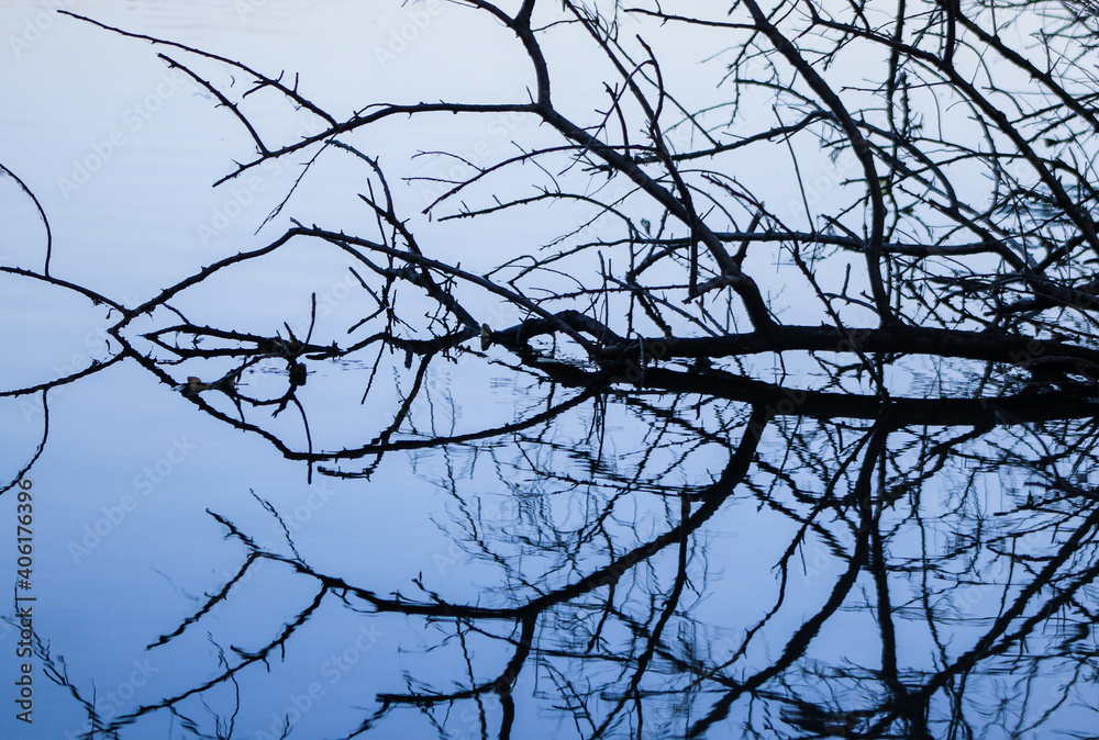 Reflected Tree Branches in Blue Water Reflected Tree Branches in Blue Water